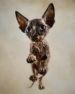 Naaktkat Sphynx meisje, Dieren en Toebehoren, Poes, Gechipt, 0 tot 2 jaar