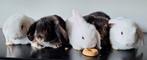 Lieve NHD satijn x minilop beschikbaar (ram + voedster), Meerdere dieren, Dwerg, Hangoor, 0 tot 2 jaar