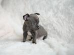 💘 Bijzonder Blue teefje en reutje mogen nestje verlaten 💘, Dieren en Toebehoren, Honden | Chihuahua's en Gezelschapshonden, Rabiës (hondsdolheid)