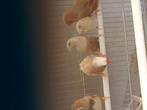 Koppel agaat geringd 2025  100 % koppel, Dieren en Toebehoren, Vogels | Overige Vogels, Meerdere dieren