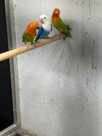 Fischeri, Dieren en Toebehoren, Vogels | Parkieten en Papegaaien, Geslacht onbekend, Dwergpapegaai of Agapornis