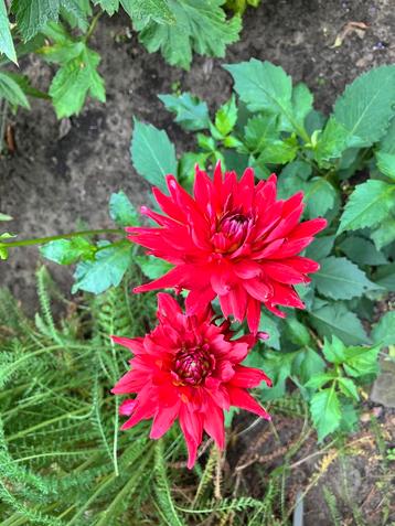 Dahlia knol cactus rood beschikbaar voor biedingen