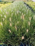 Pennisetum lampenpoetser siergras, Tuin en Terras, Planten | Tuinplanten, Ophalen of Verzenden, Zomer, Siergrassen, Volle zon