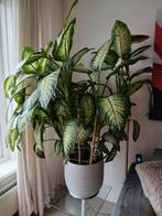 kamerplant, Ophalen, Overige soorten, Halfschaduw, In pot