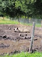 Mangalitza varken zeug, Dieren en Toebehoren, Schapen, Geiten en Varkens, Vrouwelijk, 3 tot 5 jaar, Varken