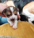 Beagle pups te koop, Dieren en Toebehoren, Honden | Niet-rashonden, Rabiës (hondsdolheid), 8 tot 15 weken, Meerdere, Meerdere dieren