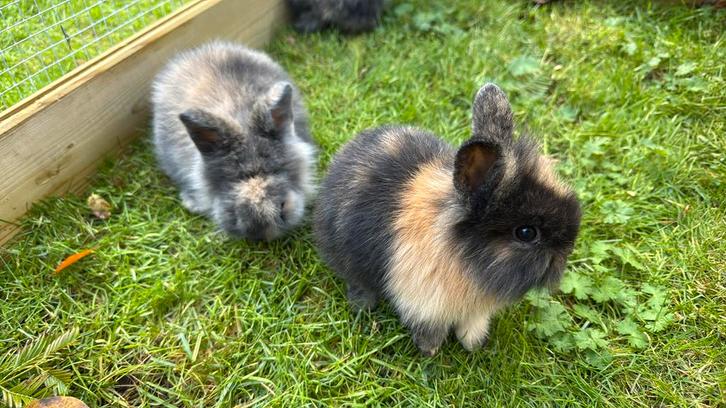 2 mannetjes konijnen te koop. 6 weken oud, Dieren en Toebehoren, Konijnen, Klein, Mannelijk, 0 tot 2 jaar