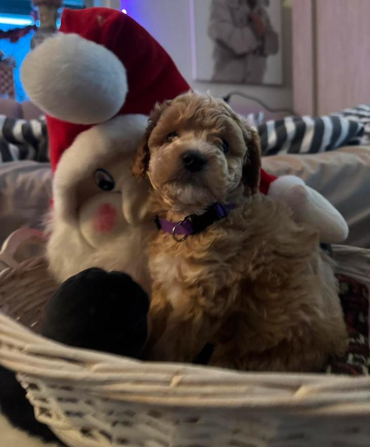 Toy poedel met dwerg poedel ‍, Dieren en Toebehoren, Honden | Chihuahua's en Gezelschapshonden, Meerdere dieren, Poedel, Fokker | Professioneel