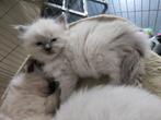 Raggdol kittens langharig, Dieren en Toebehoren, Meerdere dieren