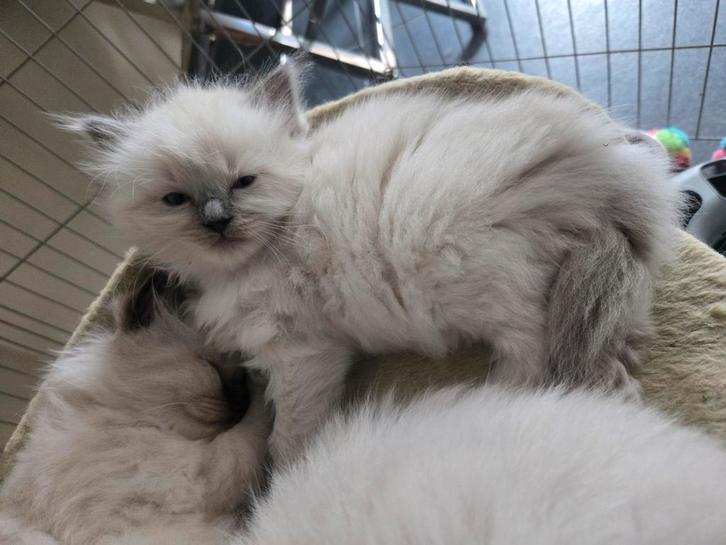 Raggdol kittens langharig, Dieren en Toebehoren, Katten en Kittens | Raskatten | Langhaar, Meerdere dieren
