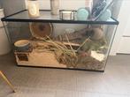 Hamster met alle toebehorenen, Dieren en Toebehoren, Knaagdieren, Hamster, Mannelijk, Mei, Tam
