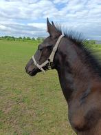 Prachtig zwart KWPN merrieveulen, Dieren en Toebehoren, Merrie, Dressuurpaard, 0 tot 2 jaar, 170 tot 175 cm