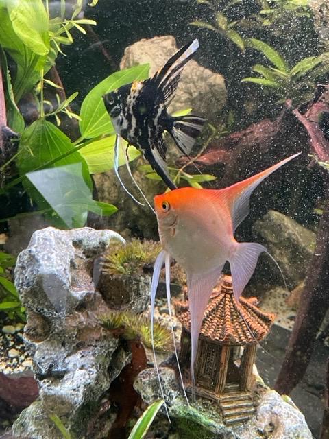 Koppeltje grote prachtige maanvissen, Dieren en Toebehoren, Vissen | Aquariumvissen, Zoetwatervis, Vis, Schoolvis