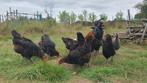 Marans koperzwart kweekgroep, Dieren en Toebehoren, Meerdere dieren, Kip
