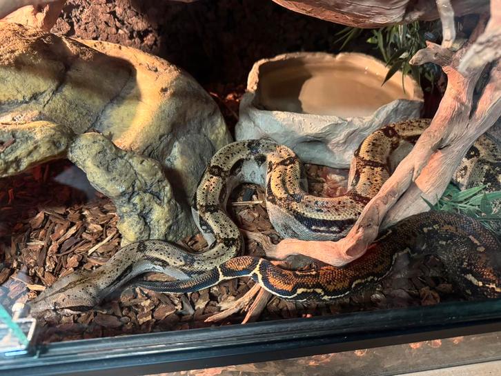 Boa constrictor imperator