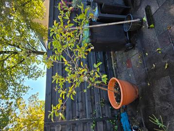 Appelboom beschikbaar voor biedingen