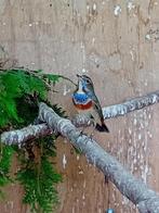 Blauwborsten, Dieren en Toebehoren, Vogels | Overige Vogels, Meerdere dieren, Wildzangvogel, Geringd