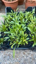 Aster Novi belgii, Tuin en Terras, Planten | Tuinplanten, Verzenden, Overige soorten, Volle zon
