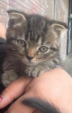 Kitten, Dieren en Toebehoren, Kater