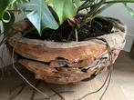 Uniek! Plantenbak / bloempot XXXL teak hout, Ophalen, Halfschaduw, Minder dan 100 cm