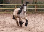 Mini tinker merrie, 2 jarige valk en bereden kinderpony, Dieren en Toebehoren, Pony's, Merrie, 0 tot 2 jaar, C pony (1.27m tot 1.37m)
