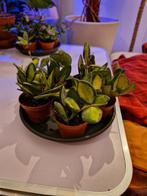 Hoya Burtoniae variegata, Overige soorten, Minder dan 100 cm, Groene kamerplant, Halfschaduw
