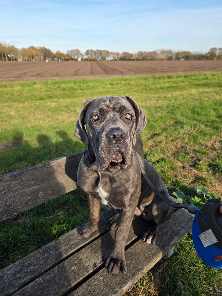 SPOED Lieve, knappe zeer waakse cane corso teef, Dieren en Toebehoren, Honden | Bulldogs, Pinschers en Molossers, Teef, Overige rassen
