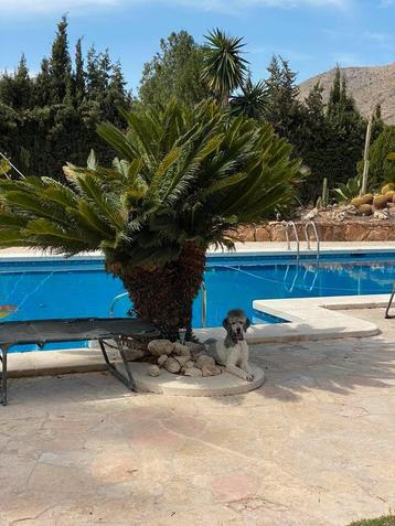 Kamers of camper vakantie plek te huur in Alicante🏝️ beschikbaar voor biedingen