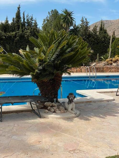 Kamers of camper vakantie plek te huur in Alicante🏝️, Vakantie, Vakantiehuizen | Spanje, Costa Blanca, Overige typen, Landelijk