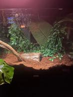 Afrikaanse reuzen slakken, Dieren en Toebehoren, Ophalen of Verzenden, Nieuw, Terrarium of Paludarium