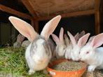 Prachtige, lieve Duitse reus konijnen, Dieren en Toebehoren, Konijnen