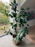 Ficus Robusta - kamerplant in rieten pot, Ophalen, Ficus, 100 tot 150 cm, Halfschaduw