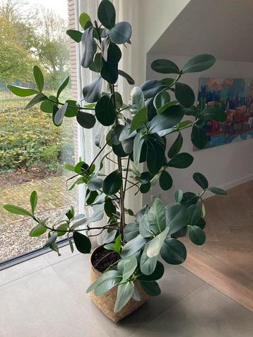 Ficus Robusta - Prachtige kamerplant! beschikbaar voor biedingen