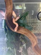 Tamme rattenslang - snow motley (met terrarium), Slang, Met terrarium