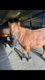 Tekoop grote super brave Shetlander merrie