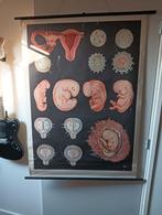 Schoolplaat conceptie embryonale fases, Antiek en Kunst, Ophalen of Verzenden, Natuur en Biologie