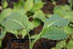 (ASPERGE)BROCCOLI 'Nine-star Perennial, Ophalen of Verzenden, Zomer, Volle zon