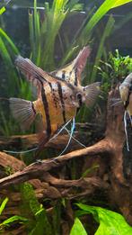 Maanvis Scalare Rio Nanay F1, Vis