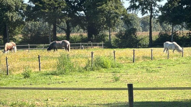 Aangeboden: Weidegang met schuilstal voor IJslander, Dieren en Toebehoren, Stalling en Weidegang, Weidegang, 1 paard of pony