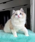 Ragdoll, Dieren en Toebehoren, Kater, Gechipt, 0 tot 2 jaar