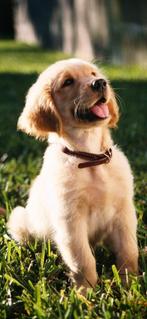 Honden uitlaatservice Mel, Ophalen