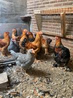Brahma en amrock hanen, Dieren en Toebehoren, Pluimvee, Mannelijk, Kip