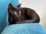Zwarte rus kruising Kitten, Poes, Gechipt, 0 tot 2 jaar