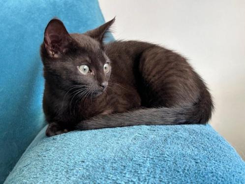 Zwarte rus kruising Kitten, Dieren en Toebehoren, Katten en Kittens | Raskatten | Korthaar, Poes, 0 tot 2 jaar, Met stamboom, Gechipt
