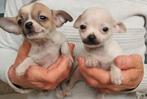 Chihuahua pups, Dieren en Toebehoren, Particulier, Rabiës (hondsdolheid), Meerdere, 8 tot 15 weken
