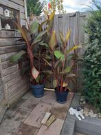 3 soorten canna planten en zaden, Ophalen, Overige soorten, Volle zon