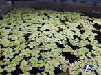 Drijfplantjes aquarium, Ophalen of Verzenden, Plant(en), Steen of Hout