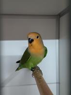 JONGE AGAPORNIS ROSEICOLLIS OM ZELF TAM TE MAKEN, Mannelijk, Dwergpapegaai of Agapornis, Geringd