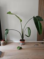 Kamerplant strelitzia plant, 150 tot 200 cm, Ophalen, Groene kamerplant