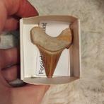 Fossiele haaientand, Verzamelen, Mineralen en Fossielen, Ophalen of Verzenden, Fossiel